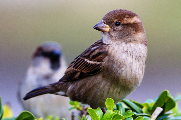 Spare a thought for sparrows