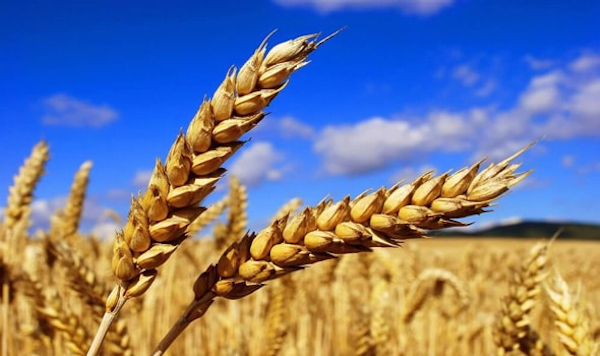 Scientists of ARI, Pune develop biofortified, high protein wheat variety