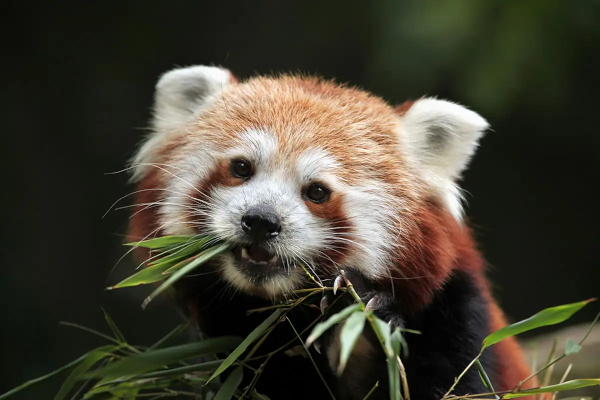 Indian scientists building DNA database to protect the elusive red panda