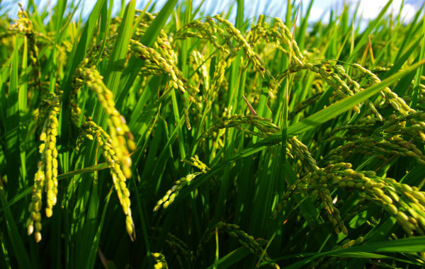 Indian scientists from ARI identify bacteria capable of methane mitigation in rice plants