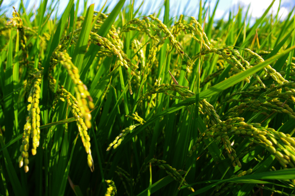 Indian scientists from ARI identify bacteria capable of methane mitigation in rice plants