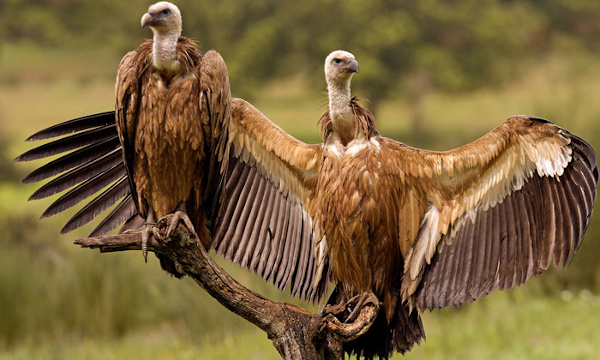 Himachal’s ‘Vulture Restaurant’