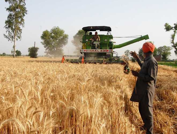 67% wheat harvested, summer crop sowing in progress: Agri Ministry