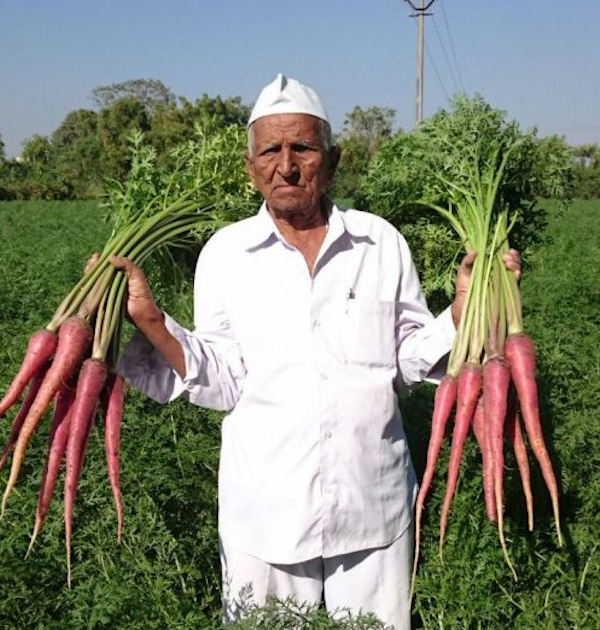 Biofortified carrot variety developed by farmer scientist benefits local farmers