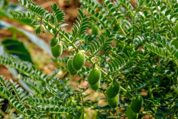 Indian Scientists Develop New Drought Tolerant Chickpea Variety