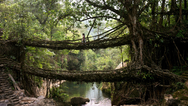 India’s ‘living root bridges’ get stronger