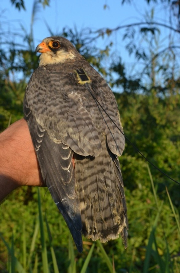 'Longleng' becomes longest-tracked falcon, says scientist