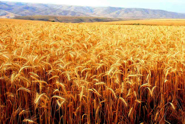 64.79 LMT Wheat has been Procured, Against 60 MT During the Corresponding Period of the Last Year