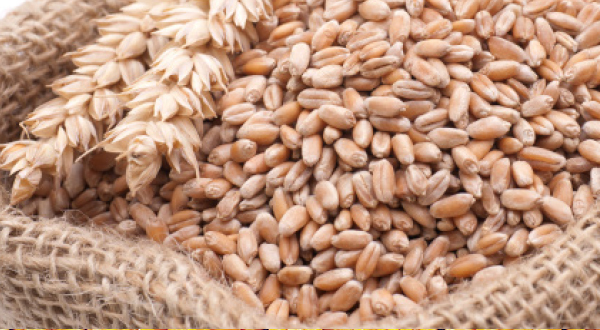 Wheat procurement by government agencies surpasses last year figures