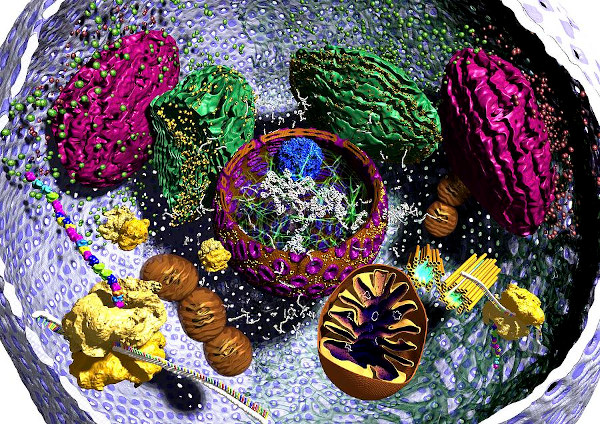 ARI develop novel process for synthesis of Quantum Dots used in photographing cellular organelles