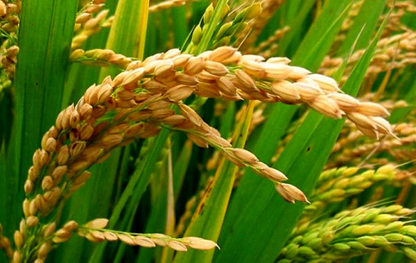 Alternative dwarfing genes in wheat can eliminate rice crop residue burning
