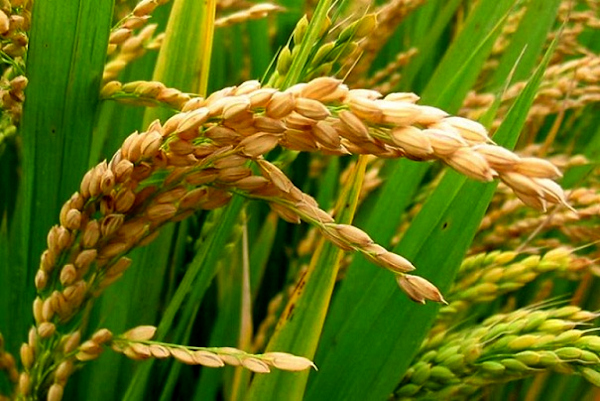 Alternative dwarfing genes in wheat can eliminate rice crop residue burning