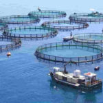 PM-MKSSY Targets 1.70 Lakh Jobs as Government Strengthens India’s Fisheries Value Chain