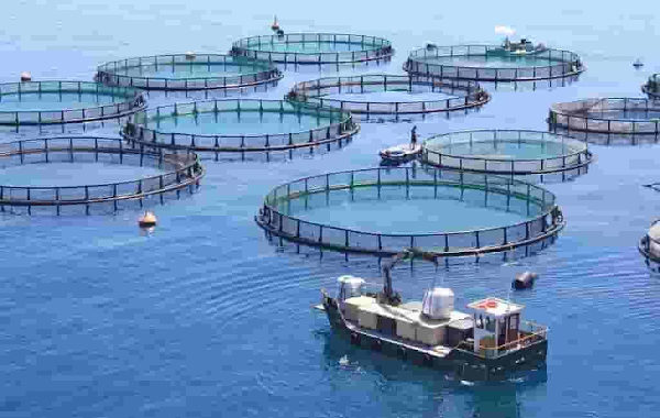 Cabinet approves Pradhan Mantri Matsya Sampada Yojana for boosting fisheries sector