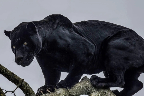 Elusive black panther spotted in a Goa sanctuary; supposedly, for the first time!