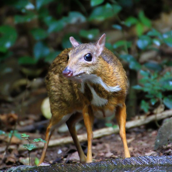 Five initiatives launched on International Day of Biodiversity