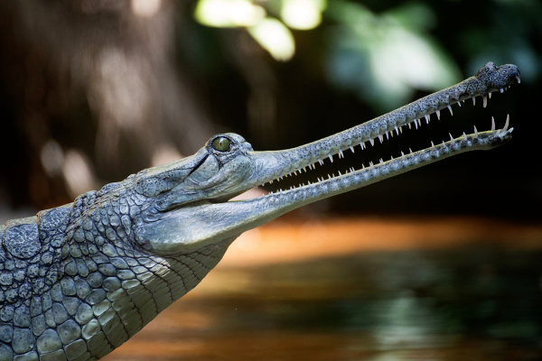 Highly sensitive to pollution, gharials flourish in Beas in Covid-19 lockdown