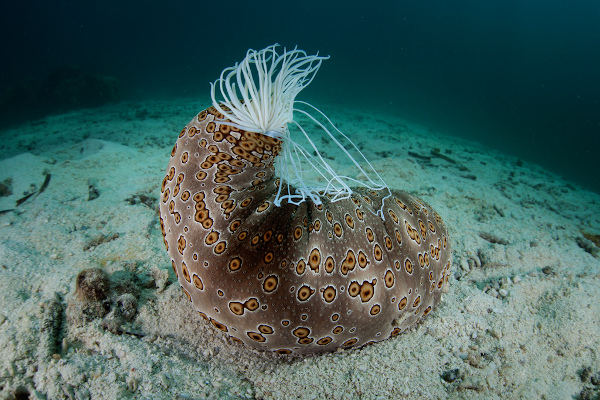 India readies the world’s first safe zone for sea cucumbers