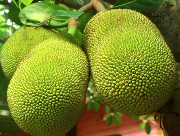 India’s ‘Superfood’ Jackfruit Goes Global