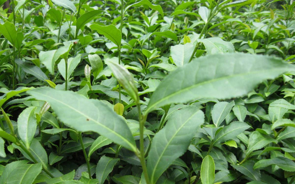 Kangra Tea could lower coronavirus activity better than HIV drugs