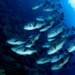 India Steps Up Marine Research With 19 Surveys Across EEZ in Three Years