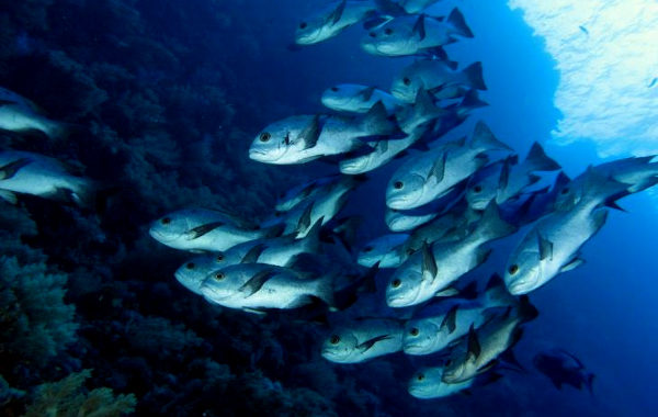 India Steps Up Marine Research With 19 Surveys Across EEZ in Three Years