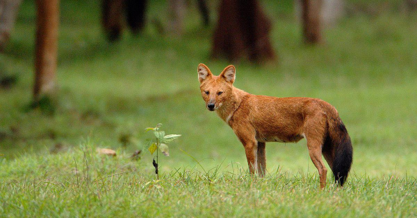 Whistling Dog Spotted in Gujarat's Surat for the First Time in 50 Years