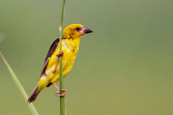 A ‘pleasant surprise’ claim experts on rare sighting of Finn’s Weaver birds in Uttarakhand