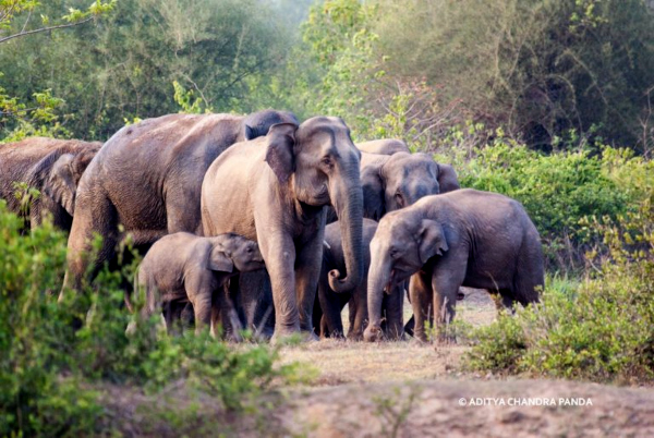 Elephant population crosses 2,000-mark in Uttarakhand, around 30% rise since 2015