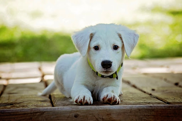 IIT Roorkee, IVRI to develop COVID-19 vaccine for animals