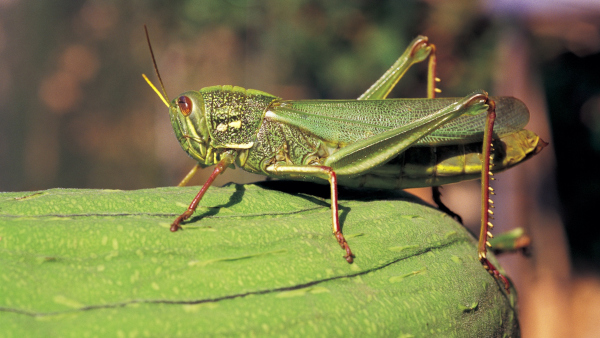 Locusts crisis: India sends 20,000 litres of pesticide to Iran