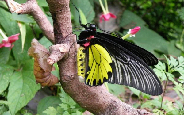 Himalayan butterfly is India’s largest after 88 years