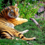 Tiger Returns to Karnataka’s Kishkindha Landscape After More Than Five Decades