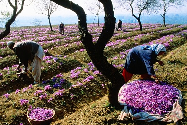 Kashmir’s saffron gets GI tag