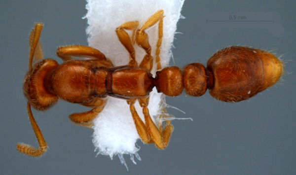 New species of rare ants 'Protanilla' discovered in Goa