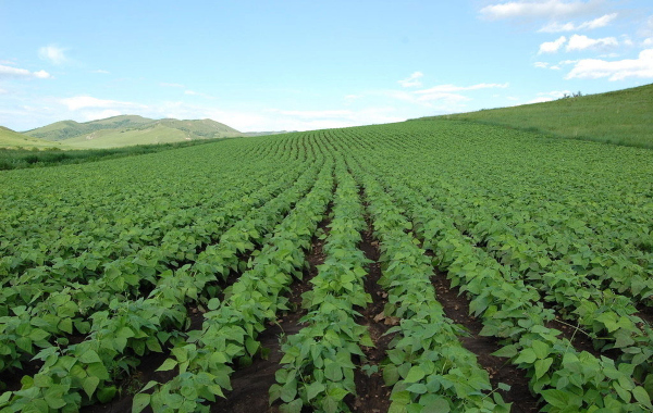 Pulses sowing area more than 2.5 times in comparison to last year under kharif crops