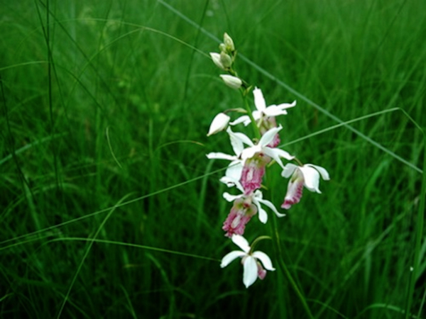 Rare orchid species blooms in India after 118-year hiatus