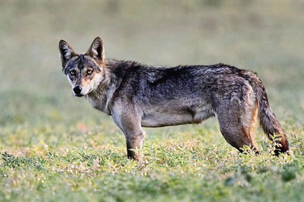 spotting of Indian Gray Wolves, an endangered species, on the banks of river Godavari in Nizamabad district on Saturday,