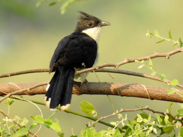 Cuckoos to be tracked by WII, IIRS in 1st attempt to decode link between ‘rain bird’, monsoon & climate change