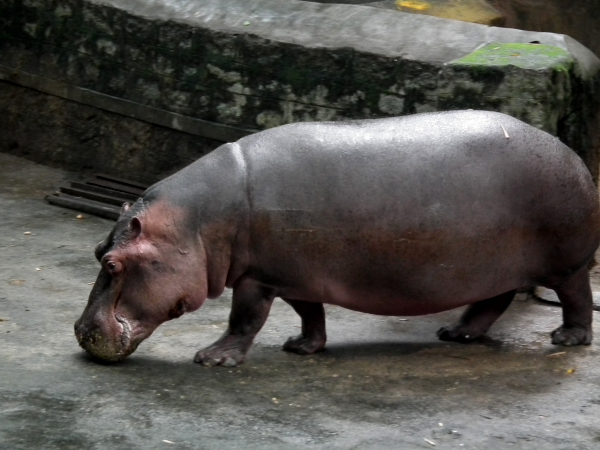 Bannerghatta Zoo welcomes another Hippopotamus