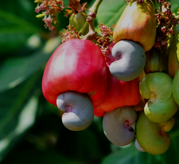 Cashew India app for farmers launched