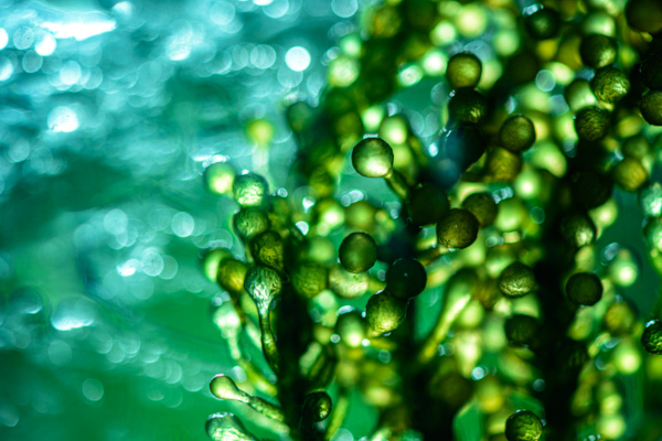 INSPIRE faculty fellow developing low-cost biodiesel from microalgae