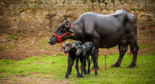 India's first batch of IVF buffalo calves born