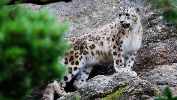 India’s first snow leopard conservation centre to come up in Uttarakhand