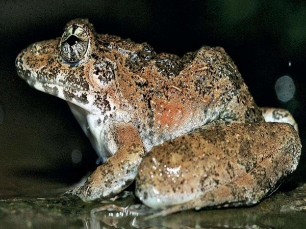 Kalinga cricket frog found in W Ghats