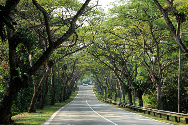 NHAI launches ‘Harit Path’ a mobile app to monitor plantation along national highways