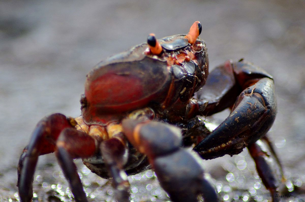 Seventeen crab species found in unexplored waters of Andaman and Nicoba