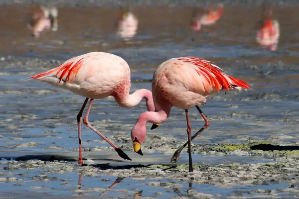 Gujarat: Another Flamingo City in the making?