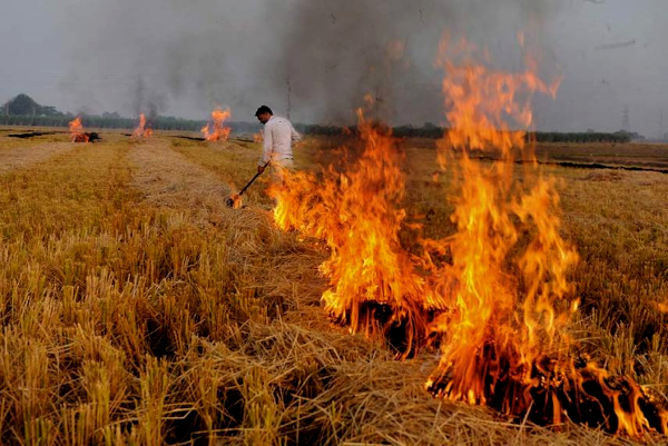 Researchers devise a new method to eschew stubble burning