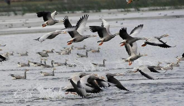 Rise in seasonal monsoon birds'' number in Bhitarkanika national park